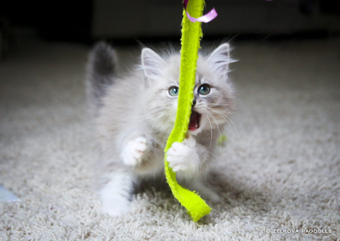 juguetes para gatos